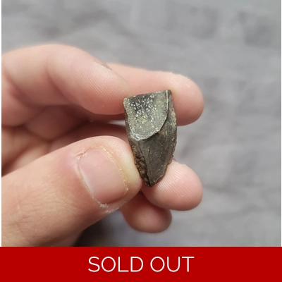 Triceratops Horridus Fossil Dinosaur Shed Tooth Triceratops Horridus Fossil Dinosaur Shed Tooth